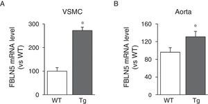 Vascular over-expression of LOX increases the expression of FBLN5. FBLN5 mRNA level determined by real-time PCR in VSMC (A) and aorta (B) of control mice (WT) and mice transgenic for LOX (Tg). The results are shown as mean±SEM (n=4–7; *: p<0.05 vs WT).