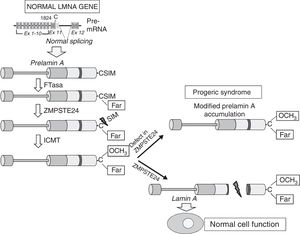 Synthesis and processing of prelamin A in normal cells. Normal splicing between exons 11 and 12 of the LMNA gene enables synthesis of prelamin A, which undergoes a series of post-translational modifications culminating in the production of mature lamin A. Proteolytic prelamin A processing catalysed by the protease ZMPSTE24 eliminates its farnesylated and carboxymethylated C-terminus. Mutations that inactivate ZMPSTE24 lead to the accumulation of permanently farnesylated and carboxymethylated prelamin A and accelerate cellular ageing. Ex: exon; Far: farnesylated residue; FTase: farnesyltransferase; ICMT: isoprenylcysteine carboxyl methyltransferase.