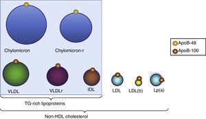 Distribution of triglyceride-rich lipoproteins and particles included in non-HDL-C. All these lipoproteins contain one apoB-100 molecule and, therefore, measurement of this apoprotein indicates the number of particles with atherogenic potential. LDL(b): small, dense LDL; chylomicron-r: residual chylomicron or remnants; VLDLr: residual VLDL or remnants.