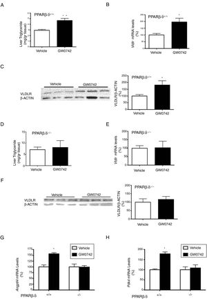 The effect of GW0742 on VLDLR in liver is PPARβ/δ-dependent. Wild-type (WT) and Pparβ/δ-null mice were treated with vehicle or GW0742 (10mgkg−1day−1) for two weeks (n=6 per group) and liver triglyceride levels (A and E), hepatic mRNA abundance (B and E), protein levels (C and F) of VLDLR and the expression of hepatic Angptl4 (G) and Pdk4 (H) were analyzed. **p<0.01 and *p<0.05 vs. wild-type mice treated with vehicle.