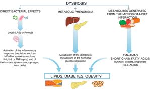 Biological mechanisms by which the microbiota contributes to the development of atherosclerosis. LPS: lipopolysaccharides; TMAO: trimethylamine N-oxide.