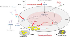 Inhibitors (red) and inducers (blue) of vascular calcification at the level of vascular smooth muscle cells. BMP: bone morphogenetic protein 2/4; HDL: high-density lipoproteins; MGP: matrix Gla (g-carboxyglutamic acid) protein; MPG: receptor activator of nuclear factor-κB ligand (RANKL); MSX2: transcription factor related to the homeobox protein; OPG: osteoprotegerin; OPN: osteopontin; PP: pyrophosphate; RUNX-2: runt-related transcription factor; VitK: vitamin K; VSMC: vascular smooth muscle cells.