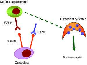 RANK/RANKL/OPG System. OPG: osteoprotegerin; RANK: receptor activator of nuclear factor-κb; RANKL: receptor activator of nuclear factor-κb ligand.