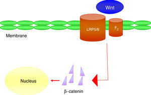 Wnt signalling pathway. Fz: frizzled receptor; LRP5/6: LDL receptor-related protein.