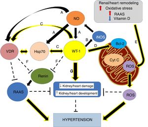 Graphical overview. (A) Small increases in ON levels produce an increase in the expressions of Hsp70, WT-1, and VDR. (B) In turn, WT-1, as a transcription factor, regulates the expression of the principal isoform of the NO synthase, producing a positive feedback. (C) Also, WT-1 positively regulates Hsp70 and VDR. (D) WT-1 stabilizes Bcl-2 and the mitochondrial membrane, preventing the release of cytochrome C. In this way, cell death is avoided. (E) Renal remodeling, oxidative stress, the activation of the RAAS and the decrease of vitamin D, produce the release of ROS, which increases the risk of hypertension. (F) VDR and WT-1 inhibit renin, thus inhibiting the RAAS system, and hypertension. (G) WT-1 is not only crucial for kidney development but also to prevent kidney damage and high blood pressure. The continuous arrows indicate positive regulation, while the discontinuous lines indicate inhibition.