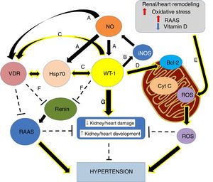 Graphical overview. (A) Small increases in ON levels produce an increase in the expressions of Hsp70, WT-1, and VDR. (B) In turn, WT-1, as a transcription factor, regulates the expression of the principal isoform of the NO synthase, producing a positive feedback. (C) Also, WT-1 positively regulates Hsp70 and VDR. (D) WT-1 stabilizes Bcl-2 and the mitochondrial membrane, preventing the release of cytochrome C. In this way, cell death is avoided. (E) Renal remodeling, oxidative stress, the activation of the RAAS and the decrease of vitamin D, produce the release of ROS, which increases the risk of hypertension. (F) VDR and WT-1 inhibit renin, thus inhibiting the RAAS system, and hypertension. (G) WT-1 is not only crucial for kidney development but also to prevent kidney damage and high blood pressure. The continuous arrows indicate positive regulation, while the discontinuous lines indicate inhibition.