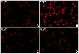 Test for oxidative cell stress in rat myocardial tissue using the fluorescent dye dihydroethidium technique to evaluate superoxide anion production. A) Myocardial tissue from normotensive (WKY) rats. B) Myocardial tissue from spontaneously hypertensive rats (SHR) C) Myocardial tissue from normotensive rats treated with losartan at a rate of 40 mg/kg/day in their drinking water (WKY + Los) D) Myocardial tissue from spontaneously hypertensive rats treated with losartan at a rate of 40 mg/kg/day in their drinking water.