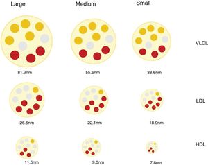 Lipoprotein classes and subclasses.