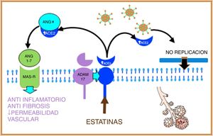 Statins, by increasing the production of soluble ACE2 through epigenetic pathways, will stimulate, on the one hand, the protective system of Ang (1–7) and MAS-r and on the other hand, soluble ACE2 binds to SARS-CoV-2, preventing its fusion with the membrane and, therefore, inhibiting viral replication.