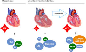 Empaglyphlozin induces a more energy-efficient change in the metabolic substrate at the myocardial level ATP: adenosine triphosphate; BCAA: branched- chain amino acids; FFA: unesterified free fatty acids; Glc: glucose.