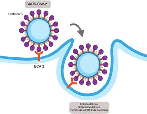 Mechanism of cellular infection of SARS-CoV-2. Structurally SARS-CoV-2 expresses a protein called protein S which binds with high affinity to the extracellular domain of the angiotensin converter 2 (ACE2) provoking the fusion of the membrane and the internalisation on the virus by endocytosis. This results in a loss of the ACE2 on the cell surface and also the entry of the virus allows for its replication.