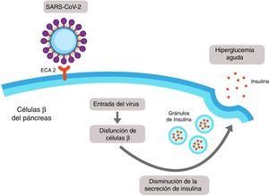 SARS-CoV-2-induced pancreatic damage. The islet cells of the pancreas express the angiotensin-converting enzyme 2 (ACE2) in its membrane. SARS-CoV-2 binds to the extracellular domain of the ACE2 and enters into the β cell of the pancreas, where it induces cellular dysfunction which could lead to a reduction in the secretion of insulin and finally to hyperglycaemia.