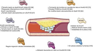 Potential role of the different annexins during the formation and development of the atherosclerotic lesion.