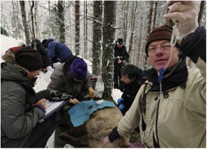 Courtesy of Prof. Ole Frobert, Scandinavian Brown Bear Research Project.