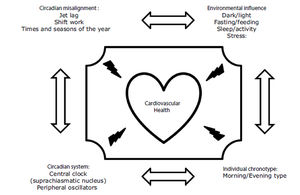 New scenarios to take into account in the prevention and control of cardiovascular health.