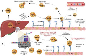 Mechanism of action of triglyceride hydrolysis and the interaction with rs662799 polymorphism. LRTG; lipoproteins rich in triglycerides; ApoA5 and A5: apolipoprotein A5; LPL: lipoprotein lipase; REM: remnants; C-HDL: high density lipoprotein cholesterol; FA: fatty acids; GL: glycerol. Modified from Merkel and Heeren.36 (a) ApoA5 is secreted exclusively in the liver and initially, ApoA5 can be secreted together with LRTG. TG are hydrolyzed by the action of LPL. ApoA5 directs LRTG to LPL for hydrolysis, generating Rem particles. ApoA5 is coupled to C-HDL for its reserve so that it can be translocated and reused by other LRTGs. (b) The opposite situation in patients with the rs662799 polymorphism in APOA5, the C variant impairs the efficiency of ribosomal translation, this deficiency generates reduced ApoA5 levels, causing a reduction in LPL-mediated TG uptake activity, while the liver continues to secrete LRTG constantly, manifesting hypertriglyceridemia.