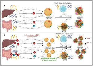 Mechanism of C-HDL biosynthesis and the interaction with rs5070 polymorphism. ABCA1: ATP binding cassette subfamily A member 1; A1: apolipoprotein AI; AII; apolipoprotein AII; HDL-C: high density lipoprotein cholesterol; LCAT: lecithin cholesterol acyl transferase; PL: phospholipids; FC; free cholesterol; LRTG: lipoprotein rich in triglycerides. (a) ApoA1 is predominantly secreted by the liver and intestine as lipid-poor ApoA1, ApoA1 acquires FC and PL, creating nascent HDL-C, as HDL-C travels through the circulation, it also picks up more CL and PL from peripheral tissues, and LRTGs, generating mature HDL-C. (b) Carrying of rs5070 polymorphism manifests hepatic and intestinal overexpression of ApoA1 than increases the levels of nascent HDL-C, overproduction of nascent HDL-C needs to acquire more FC and PL, causing low TG levels and forming more mature HDL-C.