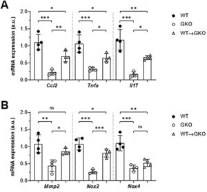 Impact of transfer of macrophages with FcγR on gene expression in abdominal aorta. qPCR analysis of chemokines and cytokines (A) and proteolytic and prooxidant enzymes (B) in murine samples from the WT, GKO and WT→GKO groups. Data normalised by 18S rRNA and expressed in arbitrary units (a.u.). Individual values and mean ± SD of 4 mice per group.