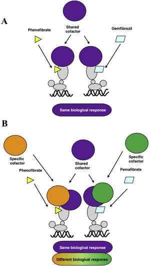 A. Classical PPARα receptor ligand: both ligands (fenofibrate and gemfibrozil) recruit the same transcription co-activators and produce similar effects. B. PPARα receptor modulator: pemafibrate shares coactivators with the classical ligand (fenofibrate), but also recruits different coactivators, thus presenting a different efficacy and safety profile to fenofibrate.