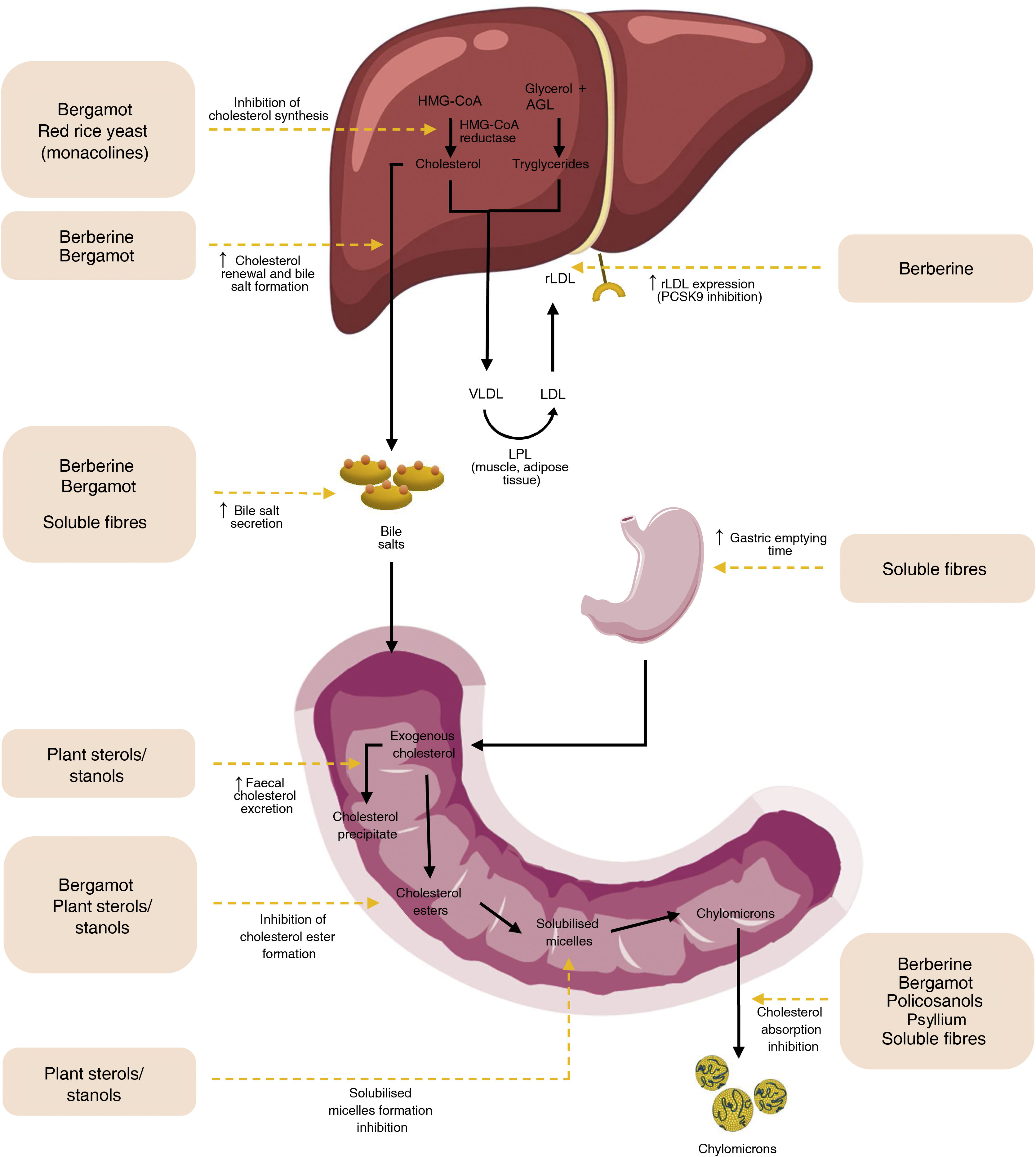 Functional foods and nutraceuticals in the treatment of ...