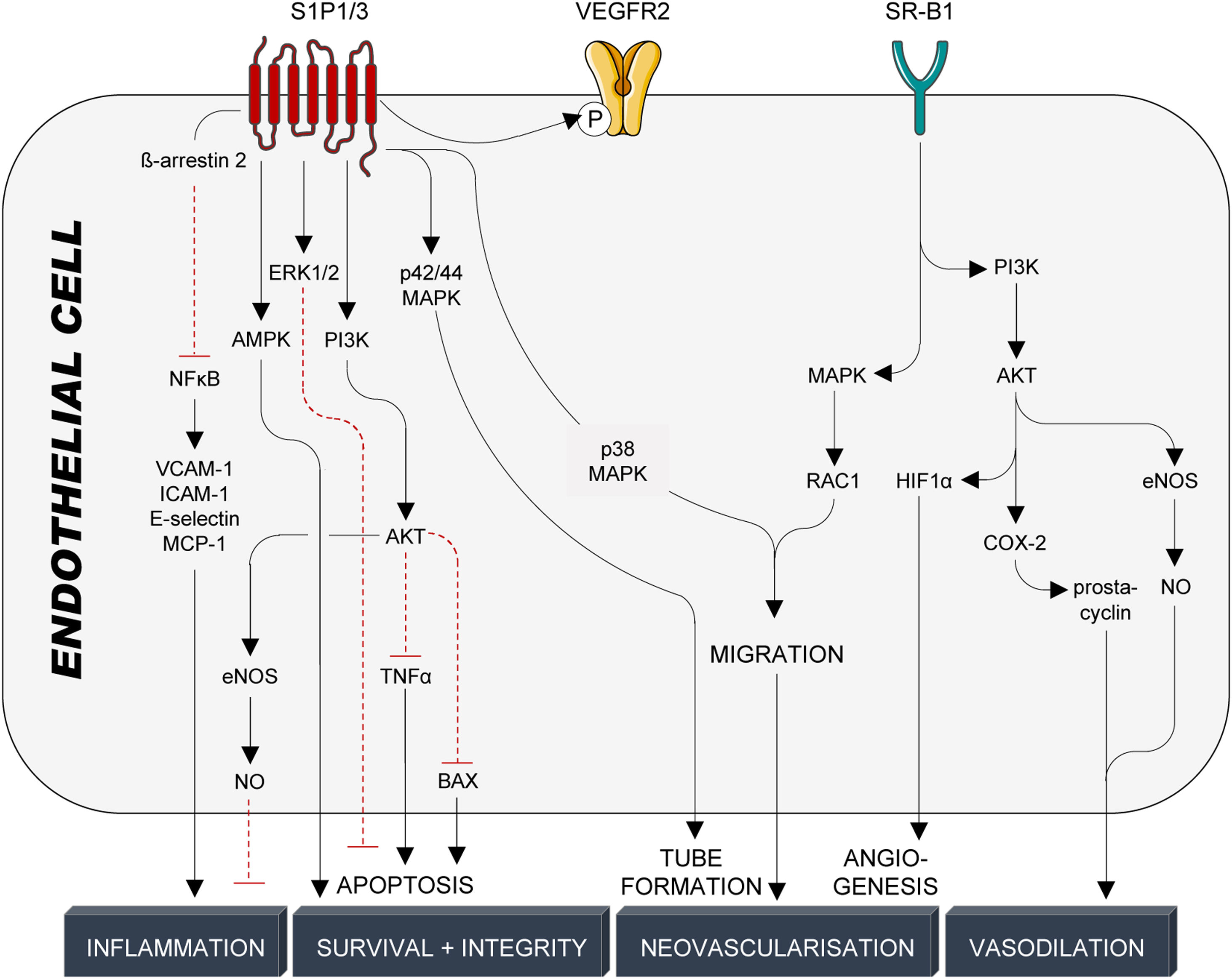 Hdl Formation Update of HDL in atherosclerotic cardiovascular disease | Clínica e ...