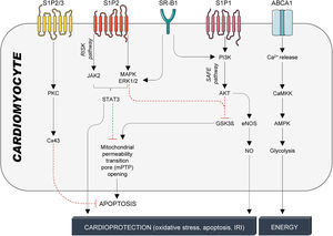 HDL-mediated protective signalling in cardiomyocytes. Protective signalling in cardiomyocytes is mediated through the G-protein coupled receptors S1P1-3 and the cholesterol transporters SR-B1 and ABCA1. S1P1-3 are activated by the interaction with S1P, which is bound to HDL particles by its interaction with ApoM. SR-B1 and ABCA1, on the other hand, are activated by binding to ApoA-I, the main structural protein of HDL particles and the main inducer of active cholesterol efflux. HDL particles confer cardioprotection in cardiomyocytes through a multitude of kinase cascades that reduce stressors, prevent cardiomyocyte apoptosis, and, therefore, improve infarct size, cardiac function, and overall outcome. S1P1-3: Sphingosine-1-phosphate receptors 1-3; SR-B1: scavenger receptor B1; ABCA1: ATP-binding cassette transporter A1; PKC: protein kinase C; Cx43: connexin 43; JAK2; Janus kinase 2; MAPK: mitogen-activated protein kinase; ERK1/2: extracellular signal-regulated kinase 1/2; STAT3: signal transducer and activator of transcription 3; PI3K: phosphatidylinositol-4,5-bisphosphate 3-kinase; AKT: serine/threonine kinase 1; GSK3β: inosine/guanosine kinase 3β; eNOS: endothelial nitric oxide synthase; NO: nitric oxide; CaMKK: calcium/calmodulin-activated protein kinase; AMPK: adenosine monophosphate-activated protein kinase.
