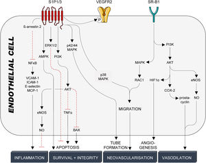 HDL-mediated protective signalling in endothelial cells. Protective signalling in endothelial cells is mediated through the G-protein coupled receptors S1P1/3 and the cholesterol transporter SR-B1. S1P1/3 are activated by the interaction with S1P, which is bound to HDL particles by its interaction with ApoM. SR-B1, on the other hand, is activated by binding to ApoA-I, the main structural protein of HDL particles and the main inducer of active cholesterol efflux. HDL particles confer cardioprotection in endothelial cells through a multitude of kinase cascades, NFκB and VEGFR2, that prevent endothelial cell activation and inflammation, promote endothelial cell survival and barrier integrity and induce tube formation, migration, and angiogenesis. Production and release of NO and prostacyclin from endothelial cells also trigger vascular smooth muscle cell relaxation and subsequent vasodilation. S1P1/3: sphingosine-1-phosphate receptors 1/3; VEGFR2: vascular endothelial growth factor receptor 2; SR-B1: scavenger receptor B1; NFκB: nuclear factor κB; VCAM-1: vascular cell adhesion molecule 1; ICAM-1: intracellular cell adhesion molecule 1; MCP-1: monocyte chemoattractant protein 1; AMPK: adenosine monophosphate-activated protein kinase; ERK1/2: extracellular signal-regulated kinase 1/2; PI3K: phosphatidylinositol-4,5-bisphosphate 3-kinase; AKT: serine/threonine kinase 1; TNFα: tumor necrosis factor α; BAX: Bcl-2-associated X protein; eNOS: endothelial nitric oxide synthase; NO: nitric oxide; MAPK: mitogen-activated protein kinase; RAC1: Ras-related C3 botulinum toxin substrate 1; HIF1α: hypoxia-inducible factor 1α; COX-2: cyclooxygenase-2.