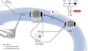 Mechanism of CETP inhibitors (cetrapibs). The cholesteryl ester transfer protein (CETP) is an enzyme that catalyzes the transport of cholesteryl esters and triglycerides between lipoproteins. Delivery of HDL-transported cholesteryl ester to ApoB-containing particles (LDLs/IDLs/VLDLs) is mediated by CETP in exchange for triglycerides. This process is selectively blocked by the drug family of CETP inhibitors, also known as cetrapibs, and leads to the formation of large, cholesteryl ester-enriched HDL particles. These particles lack efficient interaction with the ABC transporter family, the major mediators of cholesterol efflux from macrophages to HDL particles, subsequently reducing (cardio-) vascular protection via reverse cholesterol transport. ABCG1: ATP-binding cassette transporter G1; SR-B1: scavenger receptor B1; LCAT: lecithin cholesteryl acetyltransferase; CE: cholesteryl ester; HDL: high-density lipoprotein; LDL: low-density lipoprotein; IDL: intermediate-density lipoprotein; VLDL: very low-density lipoprotein; LDL-R: LDL receptor.