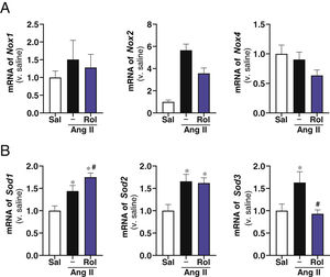 Effect of rolipram treatment on the expression of enzymes involved in redox homeostasis in Ang II-infused ApoE−/− mice. ApoE−/− mice were infused with saline (Sal) or Ang II (1,000 ng/kg/min) for 28 days and treated or not with rolipram (Rol; 3 mg/kg/day; i.p.). (A) Expression levels for Nox1, Nox2, and Nox4 assessed by RT-PCR in the abdominal aorta of each experimental group are shown (B) mRNA level for Sod1, Sod2, and Sod3. Results are shown as mean ± SEM. *p < .05 vs. saline. #p < .05 vs. Ang II alone (saline, n = 10; Ang II, n = 8; rolipram, n = 12).