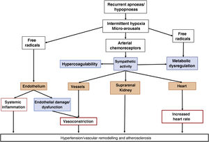 Pathophysiological aspects of obstructive sleep apnoea.