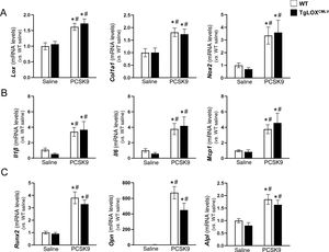 Expression of genes involved in extracellular matrix remodelling (ECM), oxidative stress, inflammation, and calcification in aortas of mice in whom atherosclerosis had been induced. The TgLOXVSMC mice (black bars) and control (WT; white bars) received a single injection of AAV-PCSK9D374Y or saline solution and were fed an atherogenic diet for 20 weeks. Levels of mRNA of genes indicative of ECM remodelling (Lox and Col1a1) and oxidative stress (Nox2) (A), inflammation (Il1β, Il6, and Mcp1) (B), and calcification markers (Runx2, Opn, and Alpl) (C) in each experimental group. The results are expressed as the mean ± SME (n = 12). p < 0.05; *vs. WT-saline; #vs. TgLOX-saline.