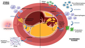 External factors affecting plaque stability. Under pro-inflammatory conditions, macrophages (1) release proteolytic enzymes that digest the collagen component of the fibrous cap, (2) engulf vascular smooth muscle cells (VSMC), and (3) release pro-inflammatory mediators that cause VSMCs to de-differentiate from other cells, limiting the deposition of ECM. This leads to plaque instability and subsequent rupture; Under the right environment of mediators, macrophages instead release pro-resolving mediators that limit inflammation and activate VSMC to release ECM, stabilizing the plaque. Diagram created with BioRender.com.