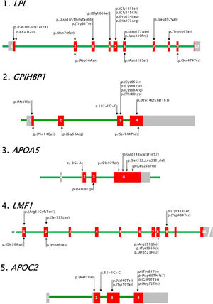 Visual representation of canonical genes for FCHS. Coding exonic regions (red rectangles), 5′ and 3′ untranslated regions (grey rectangles) and introns (green line) are represented with approximate proportional size within each gene. Loss-of-function variants in each gene are shown at the top of the graph for each gene above the corresponding exon (numbered in white) and intron. Common benign variants are similarly represented at the bottom. 1. LPL, HGNC code: 6677. Reference sequences: NG_008855.2 (28007 base pairs -bp-), NM_000237.3 (3565 bp) and NP_000228.1 (475 amino acids -aas-). 2. GPIHBP1, HGNC code: 24945. Reference sequences: NG_034256.1 (3953 bp), NM_178172.6 (2257 bp) and NP_835466.2 (184 aas). 3. APOA5, HGNC code: 17288. Reference sequences: NG_015894.2 (2513 bp), NM_001371904.1 (1881 bp) and NP_001358833.1 (366 aas). 4. LMF1, HGNC code: 14154. Reference sequences: NG_021286.2 (117351 bp), NM_022773.4 (2606 bp) and NP_073610.2 (567 aas). 5. APOC2, HGNC code: 609. Reference sequences: NG_008837.1 (3515 bp), NM_000483.5 (660pb) and NP_000474.2 (101 aas). Variants are represented with the nomenclature NP_# (p._ for coding variants) or NM_# (c._ for intronic variants). HGNC: https://www.genenames.org/.
