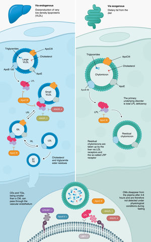 Endogenous and exogenous pathways in the metabolism of triglyceride-rich lipoproteins.