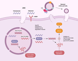 Inhibition of apoCIII synthesis as a therapeutic target in familial chylomicronemia syndrome.