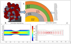 A) Probability of adhesion of bonds in an atheroma. B) Simulation of the concentration of the force exerted by the bloodstream in the artery, where enough elements adhere to form the thrombus. C) Increase in blood flow velocity compensated by narrowing of the artery. Source: compiled by the authors.