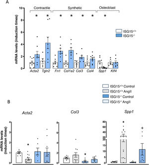 ISG15 modulates vascular smooth muscle cell (VSMC) phenotype: (A) mRNA expression levels of contractile (Acta2, Tgln2), synthetic (Fn1, Col1a2, Col3, Col4) and calcification (Spp1, Klf4) phenotype markers in VSMC from the aorta of ISG15+/+ and ISG15−/− mice. n is represented by the number of dots in each case and represents independent cultures. *p<.05 vs. ISG15+/+ by unpaired t-test. (B) Expression levels of contractile (Acta2), synthetic (Col3), and calcification (Spp) phenotype markers in the aorta of ISG15+/+ and ISG15−/− treated with angiotensin II for 2 weeks. n is represented by the number of dots in each case and represents different animals. *p<.05 vs. control and +p<.05 vs. ISG15+/+ by one-way ANOVA.