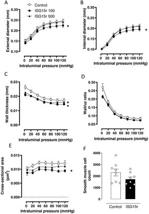 Effect of recombinant ISG15 (ISG15r) on the structure of mesenteric arteries. Outer diameter (A), inner diameter (B), wall thickness (C), wall-to-lumen ratio (D), and cross-sectional area (E) of mesenteric arteries from C57BL/6J mice infused or not (control) with ISG15r at doses of 100 and 500ng/day for 14 days. n=8; *p<.05 vs. control by two-way ANOVA. (F) Number of vascular smooth muscle cells in mesenteric arteries of control mice or mice infused with ISG15r (100ng/day) obtained by confocal microscopy. n=8. n is represented by the number of dots and represents different animals.