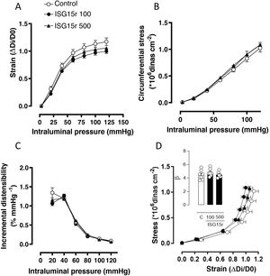 Effect of recombinant ISG15 (ISG15r) on mesenteric artery mechanics. Deformation (A), circumferential stress (B), incremental distensibility (C), and stress–strain relationship (D) of mesenteric arteries from C57BL/6J mice infused or not (control) with ISG15r at doses of 100 and 500ng/day for 14 days. n=8. The parameter β represents the slope of the stress-strain relationship. n is represented by the number of dots and represents different animals.