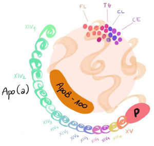 Diagram of the structure of lipoprotein (a).