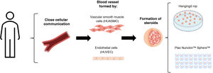 Outline of the procedure to follow for the formation of vasculoids. From HUVEC and HUASMC cultures, co-cultures were performed for the formation of spheroids using hanging drops and on low-attachment plates, as an approximation to the formation of an inverted vessel.