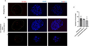 Presence of apoptotic cells in vasculoids grown in hanging drop or low-attachment plate. Representative images of histological analysis of 3D spheroids of HUVEC-HUASMC grown in hanging drop A) or in low-attachment plate B) 1,2) stained with TUNEL. Scale bars 50 μm. C) Graph of the percentage of apoptotic cells in each group n = 3–4 spheroids per condition.