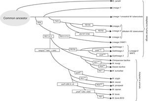 Evolutionary tree of the Mycobacterium tuberculosis complex.
