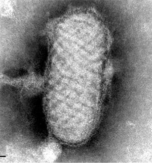 Pseudocowpox virus of the genus Parapoxvirus, seen by electron microscopy in the sample sent to the National Centre of Microbiology.