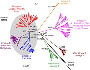 Lineages of TB. Taken from Brites and Gagneux.58