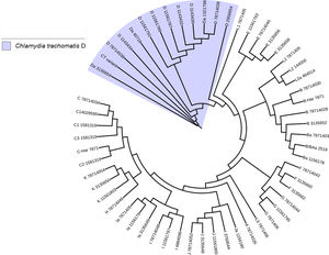 Phylogenetic tree of the sequences reported in GenBank for the ompA gene. The image shows the phylogenetic tree developed with iTOL. The sequences reported in GenBank and the Mexican nvCT identified in our study were analyzed with this program. The nucleotide sequence of the Mexican nvCT showed high homology with the cluster generated for serovar D of C. trachomatis.