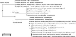Phylogenetic tree of the sequences reported in GenBank for the pmpH gene. The nucleotide sequence of the Mexican nvCT showed high homology with the cluster generated Urogenital pathotype of C. trachomatis. In this same group is the Swedish nvCT but in a different cluster.