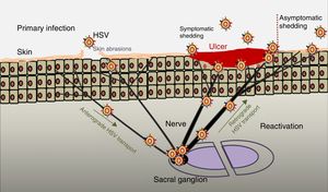 Primary infection and reactivation. Adapted from Jaishankar and Shukla.43