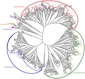 Papillomavirus phylogenetic tree based on the L1 region (adapted from De Villiers5).