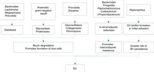 Some of the mechanisms of production of bacterial vaginosis.